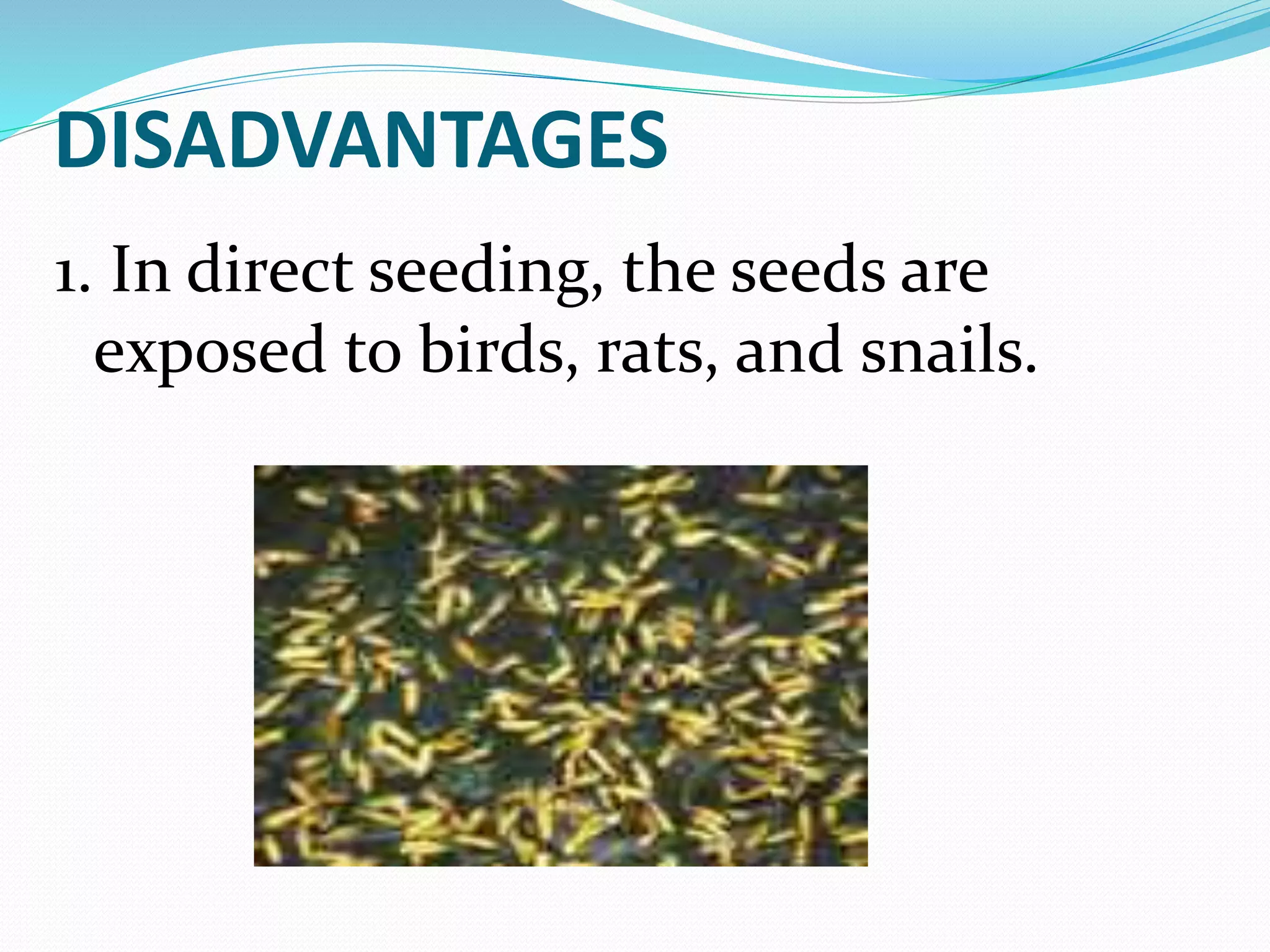 DISADVANTAGES
1. In direct seeding, the seeds are
exposed to birds, rats, and snails.
 