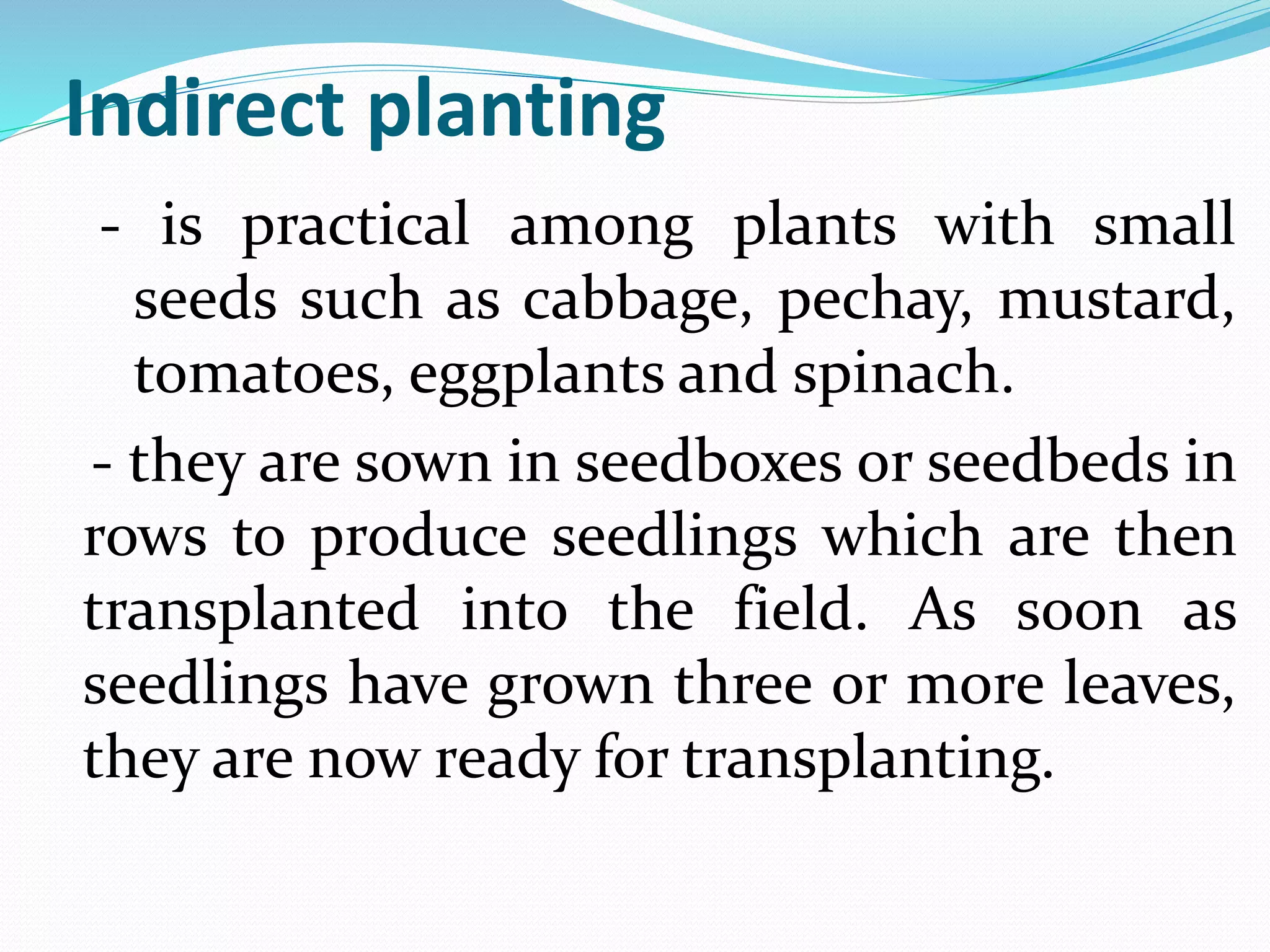 Indirect planting
- is practical among plants with small
seeds such as cabbage, pechay, mustard,
tomatoes, eggplants and spinach.
- they are sown in seedboxes or seedbeds in
rows to produce seedlings which are then
transplanted into the field. As soon as
seedlings have grown three or more leaves,
they are now ready for transplanting.
 