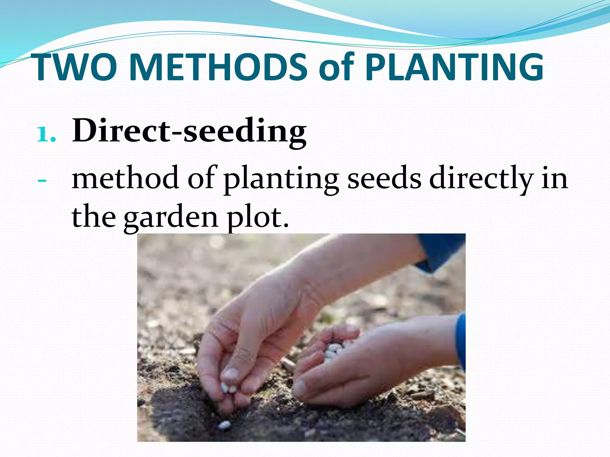 TWO METHODS of PLANTING
1. Direct-seeding
- method of planting seeds directly in
the garden plot.
 