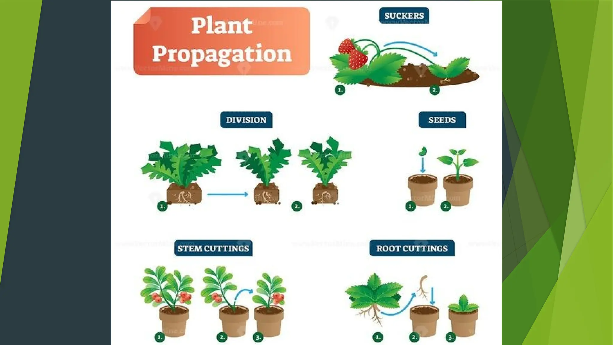 Methods of Propagation sexual and Asexual Propagation.pptx