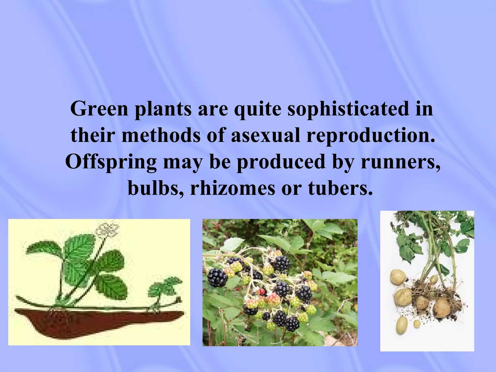 Green plants are quite sophisticated in
their methods of asexual reproduction.
Offspring may be produced by runners,
bulbs, rhizomes or tubers.
 