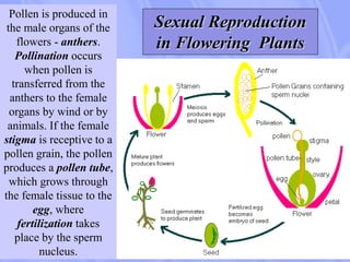 Pollen is produced in
the male organs of the
flowers - anthers.
Pollination occurs
when pollen is
transferred from the
anthers to the female
organs by wind or by
animals. If the female
stigma is receptive to a
pollen grain, the pollen
produces a pollen tube,
which grows through
the female tissue to the
egg, where
fertilization takes
place by the sperm
nucleus.
Sexual Reproduction
in Flowering Plants
 