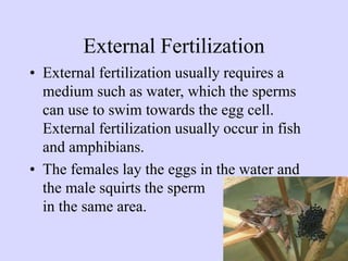 External Fertilization
• External fertilization usually requires a
medium such as water, which the sperms
can use to swim towards the egg cell.
External fertilization usually occur in fish
and amphibians.
• The females lay the eggs in the water and
the male squirts the sperm
in the same area.
 