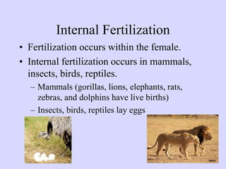 Internal Fertilization
• Fertilization occurs within the female.
• Internal fertilization occurs in mammals,
insects, birds, reptiles.
– Mammals (gorillas, lions, elephants, rats,
zebras, and dolphins have live births)
– Insects, birds, reptiles lay eggs
 