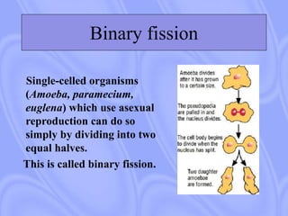 Binary fission
Single-celled organisms
(Amoeba, paramecium,
euglena) which use asexual
reproduction can do so
simply by dividing into two
equal halves.
This is called binary fission.
 