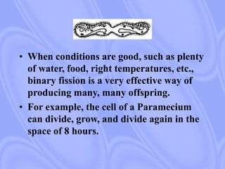 • When conditions are good, such as plenty
of water, food, right temperatures, etc.,
binary fission is a very effective way of
producing many, many offspring.
• For example, the cell of a Paramecium
can divide, grow, and divide again in the
space of 8 hours.
 