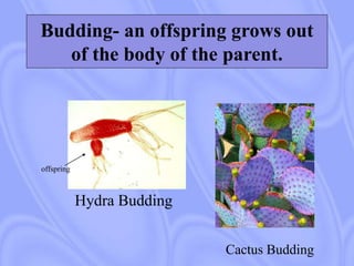 Budding- an offspring grows out
of the body of the parent.
Hydra Budding
offspring
Cactus Budding
 