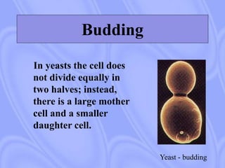 Yeast - budding
Budding
In yeasts the cell does
not divide equally in
two halves; instead,
there is a large mother
cell and a smaller
daughter cell.
 