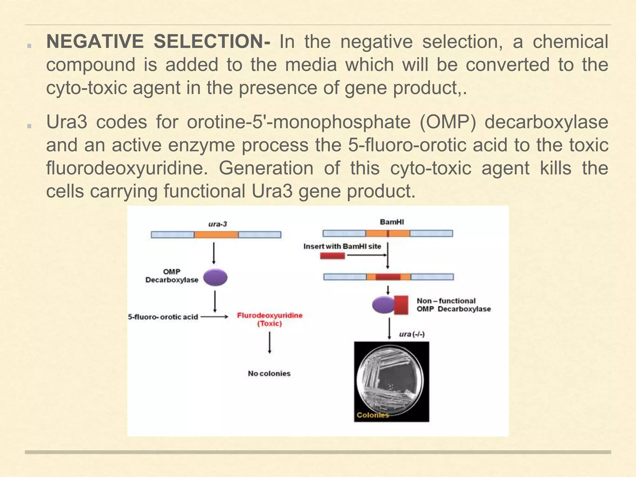 NEGATIVE SELECTION- In the negative selection, a chemical
compound is added to the media which will be converted to the
cyto-toxic agent in the presence of gene product,.
Ura3 codes for orotine-5'-monophosphate (OMP) decarboxylase
and an active enzyme process the 5-fluoro-orotic acid to the toxic
fluorodeoxyuridine. Generation of this cyto-toxic agent kills the
cells carrying functional Ura3 gene product.
 