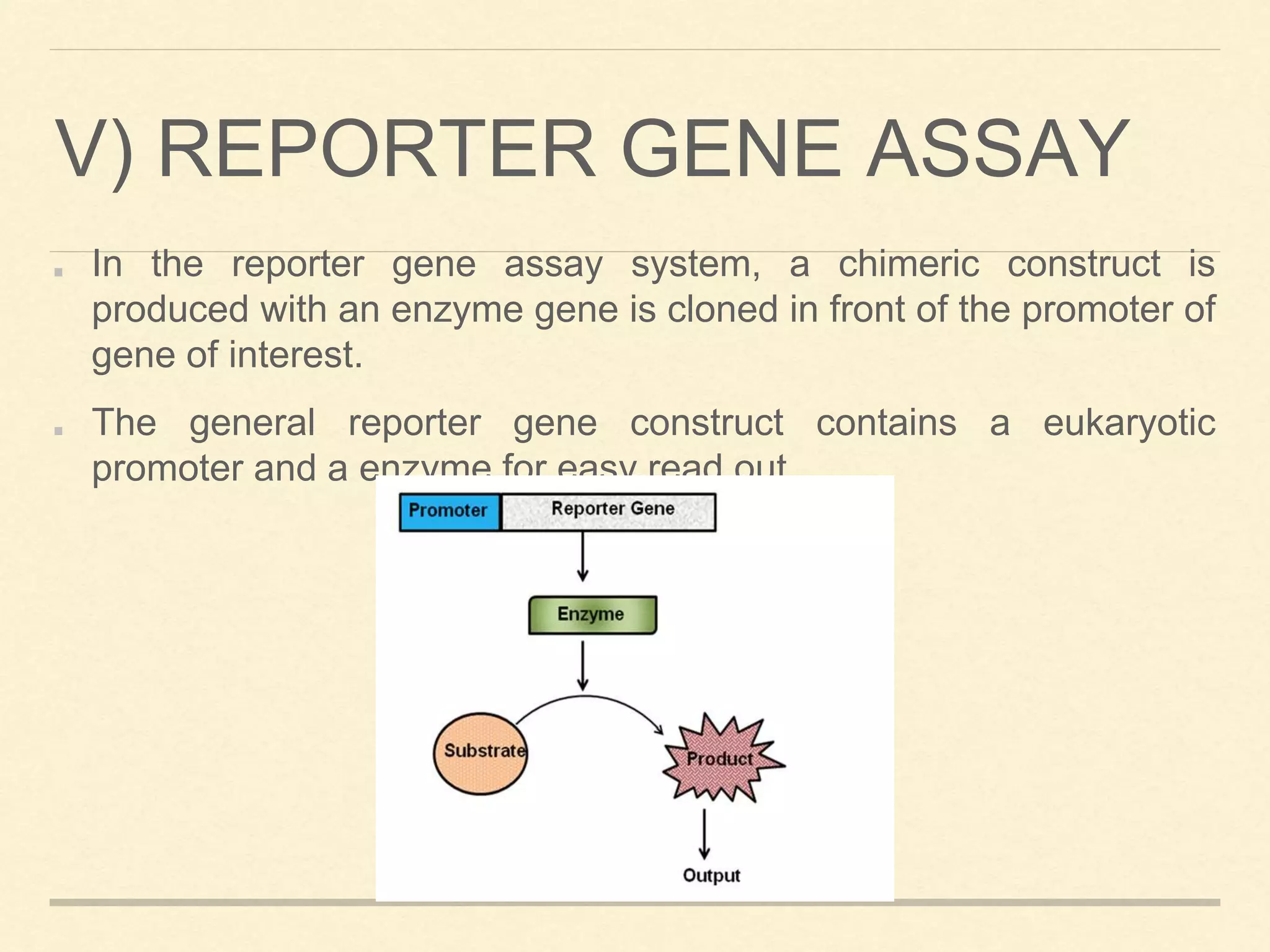 V) REPORTER GENE ASSAY
In the reporter gene assay system, a chimeric construct is
produced with an enzyme gene is cloned in front of the promoter of
gene of interest.
The general reporter gene construct contains a eukaryotic
promoter and a enzyme for easy read out.
 