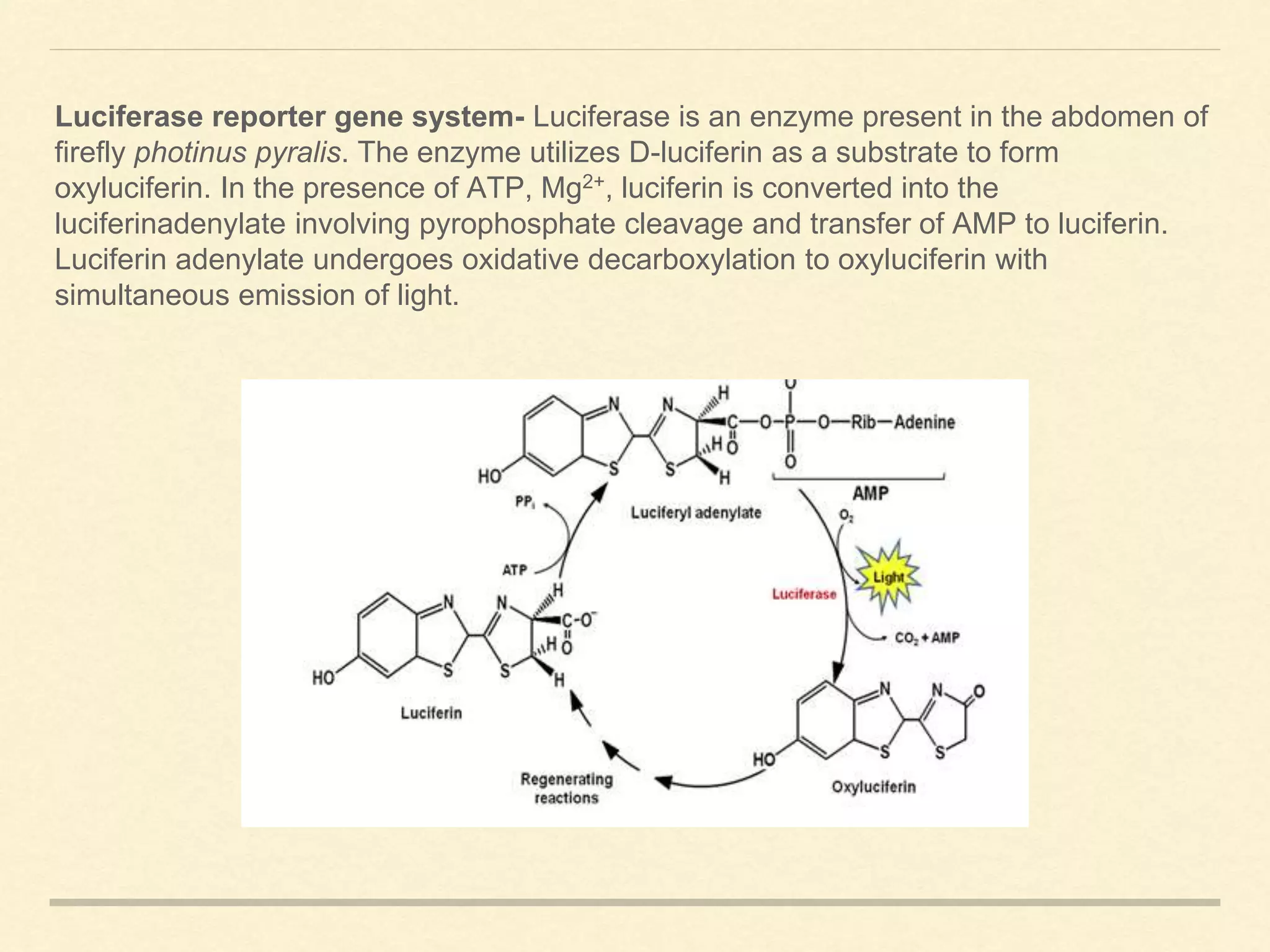 Luciferase reporter gene system- Luciferase is an enzyme present in the abdomen of
firefly photinus pyralis. The enzyme utilizes D-luciferin as a substrate to form
oxyluciferin. In the presence of ATP, Mg2+, luciferin is converted into the
luciferinadenylate involving pyrophosphate cleavage and transfer of AMP to luciferin.
Luciferin adenylate undergoes oxidative decarboxylation to oxyluciferin with
simultaneous emission of light.
 