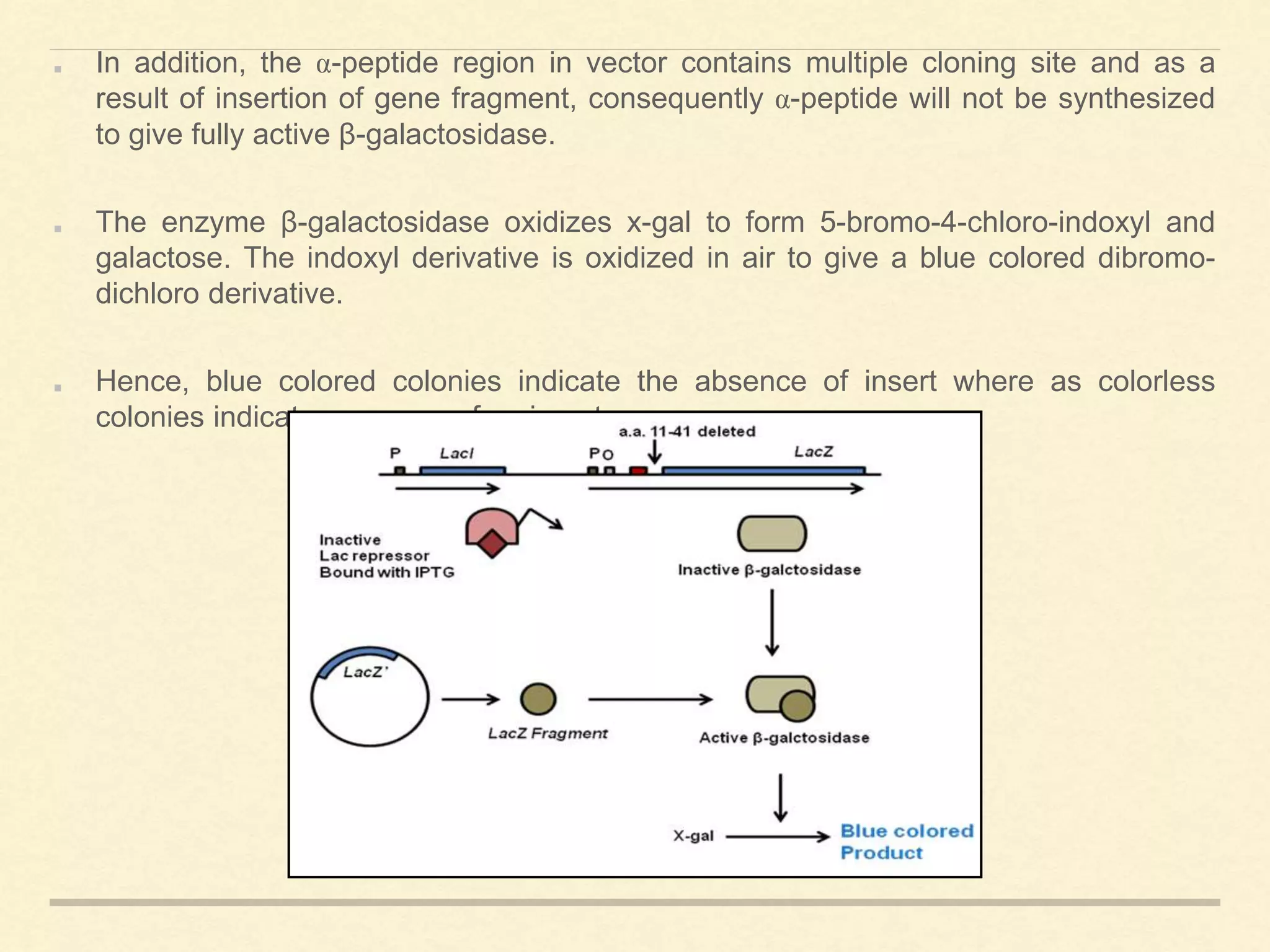 In addition, the α-peptide region in vector contains multiple cloning site and as a
result of insertion of gene fragment, consequently α-peptide will not be synthesized
to give fully active β-galactosidase.
The enzyme β-galactosidase oxidizes x-gal to form 5-bromo-4-chloro-indoxyl and
galactose. The indoxyl derivative is oxidized in air to give a blue colored dibromo-
dichloro derivative.
Hence, blue colored colonies indicate the absence of insert where as colorless
colonies indicate presence of an insert.
 