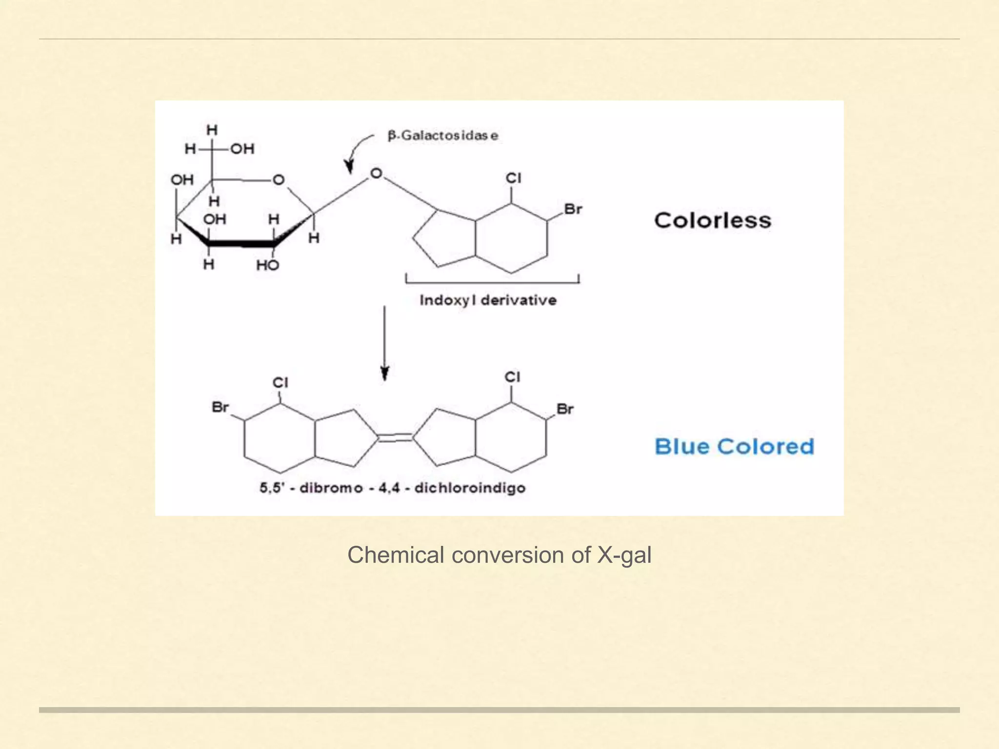 Chemical conversion of X-gal
 