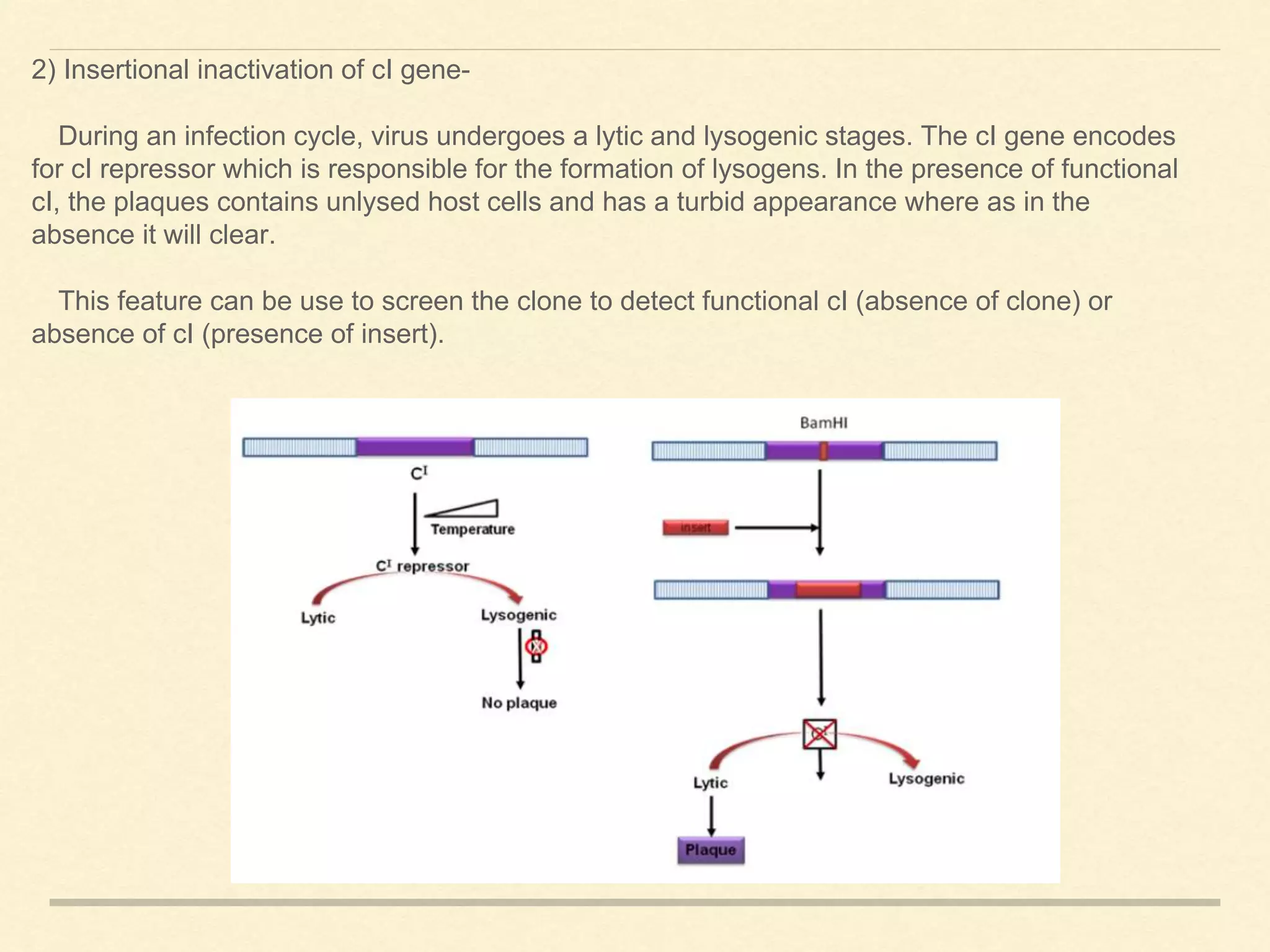 2) Insertional inactivation of cI gene-
During an infection cycle, virus undergoes a lytic and lysogenic stages. The cI gene encodes
for cI repressor which is responsible for the formation of lysogens. In the presence of functional
cI, the plaques contains unlysed host cells and has a turbid appearance where as in the
absence it will clear.
This feature can be use to screen the clone to detect functional cI (absence of clone) or
absence of cI (presence of insert).
 