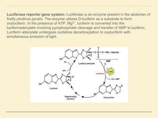 Luciferase reporter gene system- Luciferase is an enzyme present in the abdomen of
firefly photinus pyralis. The enzyme utilizes D-luciferin as a substrate to form
oxyluciferin. In the presence of ATP, Mg2+, luciferin is converted into the
luciferinadenylate involving pyrophosphate cleavage and transfer of AMP to luciferin.
Luciferin adenylate undergoes oxidative decarboxylation to oxyluciferin with
simultaneous emission of light.
 