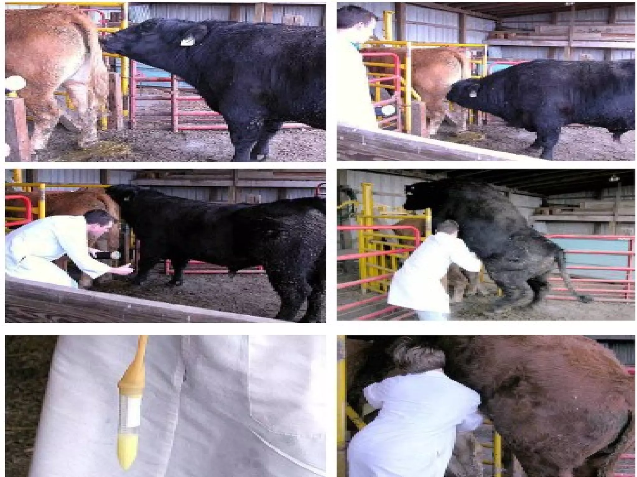 Methods of semen collection in animals