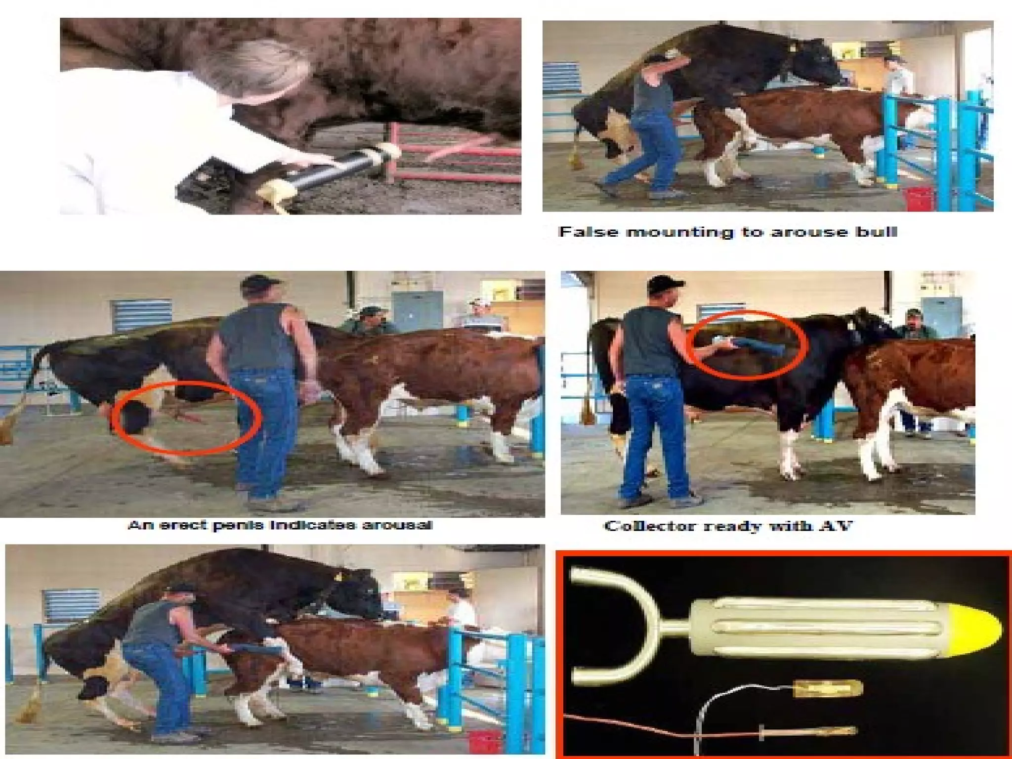 Methods of semen collection in animals