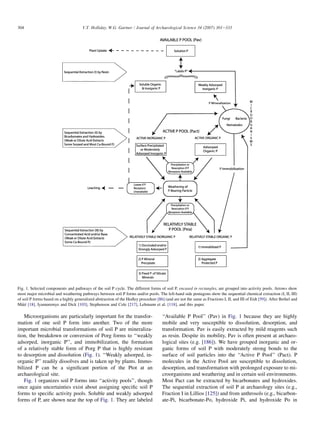 Microorganisms are particularly important for the transfor-
mation of one soil P form into another. Two of the more
important microbial transformations of soil P are mineraliza-
tion, the breakdown or conversion of Porg forms to ‘‘weakly
adsorped, inorganic P’’, and immobilization, the formation
of a relatively stable form of Porg P that is highly resistant
to desorption and dissolution (Fig. 1). ‘‘Weakly adsorped, in-
organic P’’ readily dissolves and is taken up by plants. Immo-
bilized P can be a significant portion of the Ptot at an
archaeological site.
Fig. 1 organizes soil P forms into ‘‘activity pools’’, though
once again uncertainties exist about assigning specific soil P
forms to specific activity pools. Soluble and weakly adsorped
forms of P, are shown near the top of Fig. 1. They are labeled
‘‘Available P Pool’’ (Pav) in Fig. 1 because they are highly
mobile and very susceptible to dissolution, desorption, and
transformation. Pav is easily extracted by mild reagents such
as resin. Despite its mobility, Pav is often present at archaeo-
logical sites (e.g. [186]). We have grouped inorganic and or-
ganic forms of soil P with moderately strong bonds to the
surface of soil particles into the ‘‘Active P Pool’’ (Pact). P
molecules in the Active Pool are susceptible to dissolution,
desorption, and transformation with prolonged exposure to mi-
croorganisms and weathering and in certain soil environments.
Most Pact can be extracted by bicarbonates and hydroxides.
The sequential extraction of soil P at archaeology sites (e.g.,
Fraction I in Lillios [125]) and from anthrosols (e.g., bicarbon-
ate-Pi, bicarbonate-Po, hydroxide Pi, and hydroxide Po in
Fig. 1. Selected components and pathways of the soil P cycle. The different forms of soil P, encased in rectangles, are grouped into activity pools. Arrows show
most major microbial and weathering pathways between soil P forms and/or pools. The left-hand side pentagons show the sequential chemical extraction (I, II, III)
of soil P forms based on a highly generalized abstraction of the Hedley procedure [86] (and are not the same as Fractions I, II, and III of Eidt [59]). After Bethel and
Máté [18], Iyamuremye and Dick [103], Stephenson and Cole [217], Lehmann et al. [118], and this paper.
304 V.T. Holliday, W.G. Gartner / Journal of Archaeological Science 34 (2007) 301e333
 