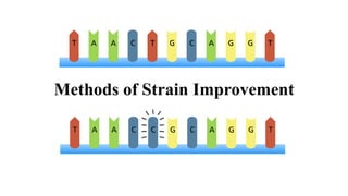Methods of Strain Improvement
 