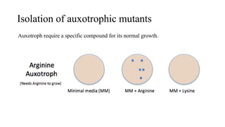 Isolation of auxotrophic mutants
Auxotroph require a specific compound for its normal growth.
 