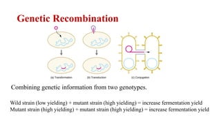 Genetic Recombination
Combining genetic information from two genotypes.
Wild strain (low yielding) + mutant strain (high yielding) = increase fermentation yield
Mutant strain (high yielding) + mutant strain (high yielding) = increase fermentation yield
 