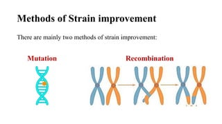 Methods of Strain improvement
There are mainly two methods of strain improvement:
Mutation Recombination
 