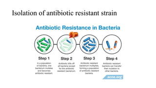 Isolation of antibiotic resistant strain
 