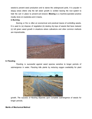 weeds to prevent seed production and to starve the underground parts. It is popular in
sloppy areas where only the tall weed growth is sickled leaving the root system to
hold the soil in place to prevent soil erosion. Mowing is a machine-operated practice
mostly done on roadsides and in lawns.
6. Burning
Burning or fire is often an economical and practical means of controlling weeds.
It is used to (a) dispose of vegetation (b) destroy dry tops of weeds that have matured
(c) kill green weed growth in situations where cultivations and other common methods
are impracticable.
8. Flooding
Flooding is successful against weed species sensitive to longer periods of
submergence in water. Flooding kills plants by reducing oxygen availability for plant
growth. The success of flooding depends upon complete submergence of weeds for
longer periods.
Merits of Mechanical Method
 