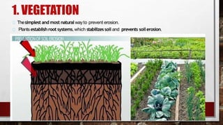 1. VEGETATION
Thesimplest and most natural wayto prevent erosion.
Plants establish root systems,which stabilizessoil and prevents soilerosion.
 