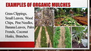EXAMPLES OF ORGANIC MULCHES
GrassClippings,
SmallLeaves, Wood
Chips, PineNeedles,
BananaLeaves, Palm
Fronds, Coconut
Husks, Branches.
 