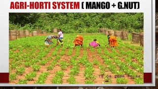 AGRI-HORTI SYSTEM ( MANGO+ G.NUT)
 