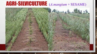 AGRI-SILVICULTURE (A.mangium + SESAME)
 