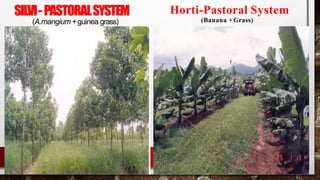 SILVI-PASTORALSYSTEM
(A.mangium +guinea grass)
Horti-Pastoral System
(Banana +Grass)
 