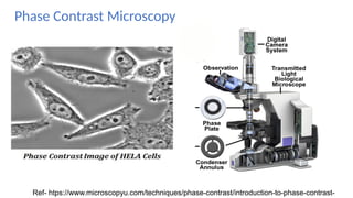 Phase Contrast Example METHODS TO DEMONSTRATE STRUCTURE ^0 FUNCTION OF CELLS.pptx
