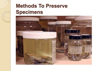 Methods To Preserve
Specimens

 