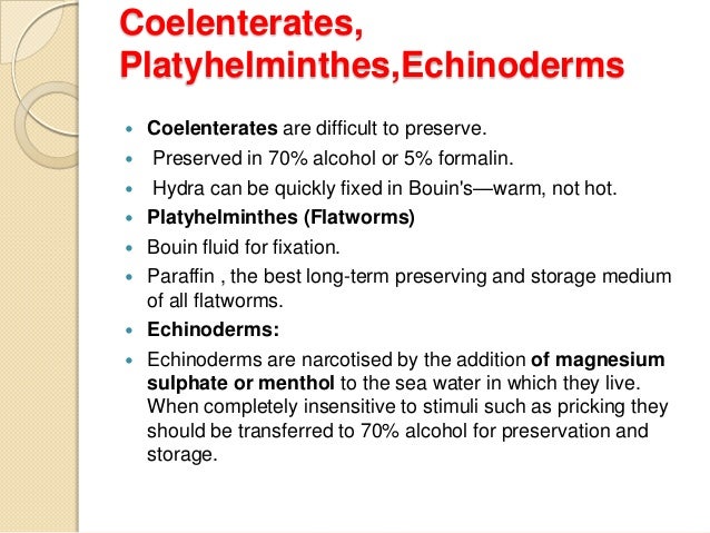 What are some characteristics of coelenterates?