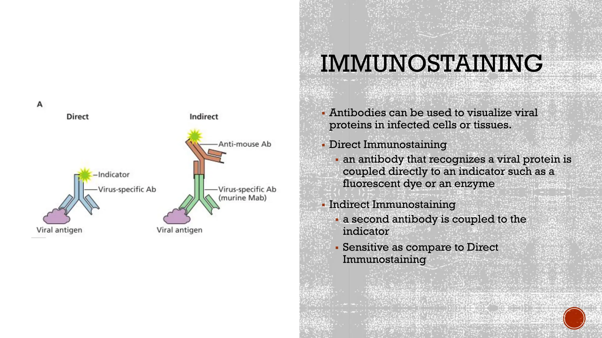 IMMUNOSTAINING
▪ Antibodies can be used to visualize viral
proteins in infected cells or tissues.
▪ Direct Immunostaining
▪ an antibody that recognizes a viral protein is
coupled directly to an indicator such as a
fluorescent dye or an enzyme
▪ Indirect Immunostaining
▪ a second antibody is coupled to the
indicator
▪ Sensitive as compare to Direct
Immunostaining
 