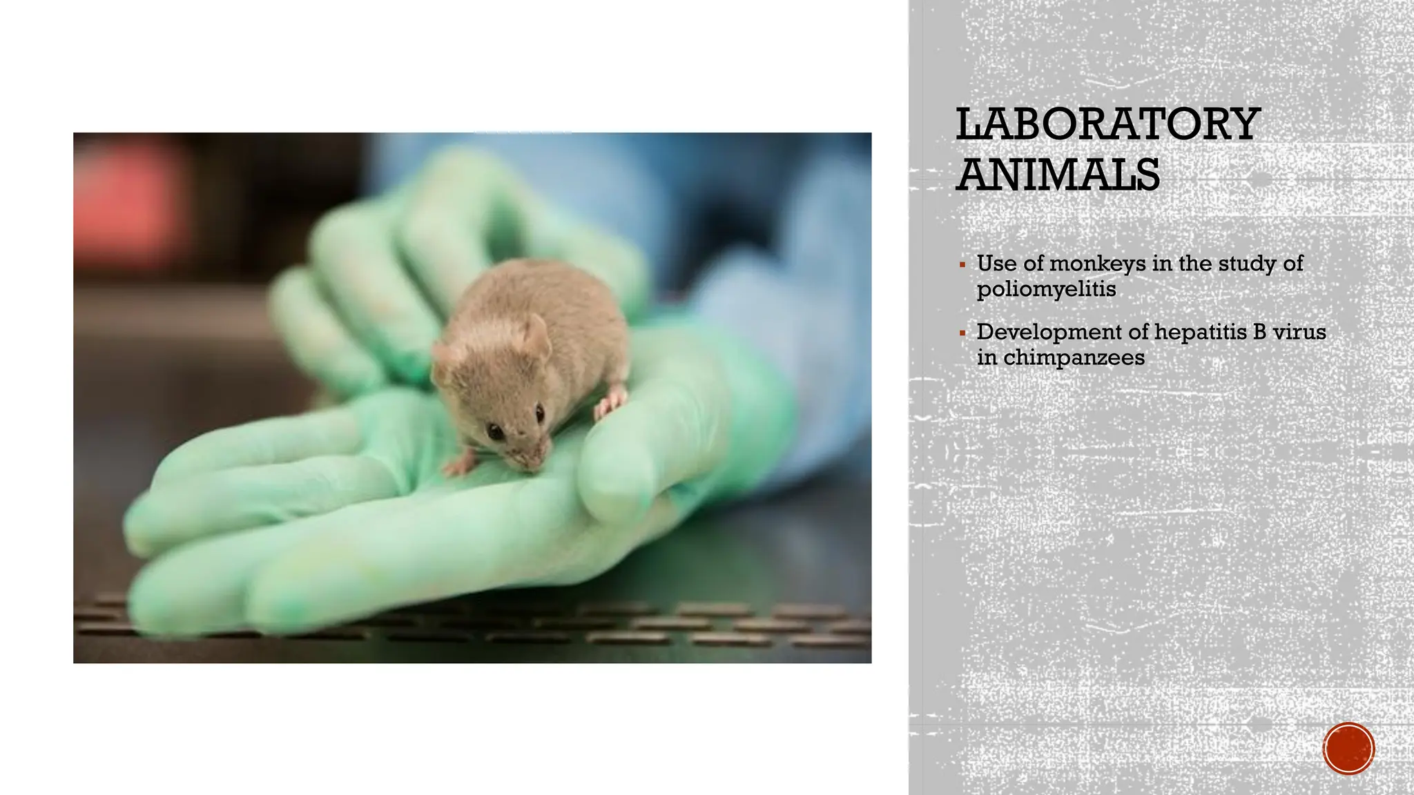 LABORATORY
ANIMALS
▪ Use of monkeys in the study of
poliomyelitis
▪ Development of hepatitis B virus
in chimpanzees
 