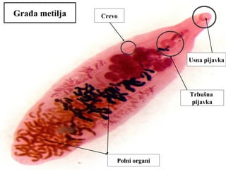 Usna pijavka
Trbušna
pijavka
Crevo
Polni organi
Građa metilja
 