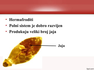Hermafroditi
Polni sistem je dobro razvijen
Produkuju veliki broj jaja
Jaja
 