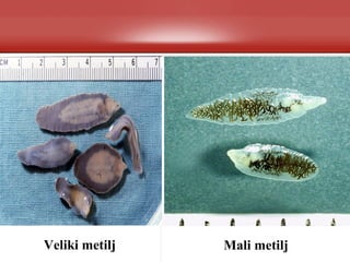 Veliki metilj Mali metilj
 