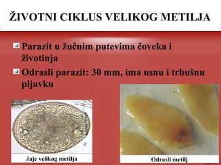 Parazit u žučnim putevima čoveka i
životinja
Odrasli parazit: 30 mm, ima usnu i trbušnu
pijavku
ŽIVOTNI CIKLUS VELIKOG METILJA
Odrasli metiljJaje velikog metilja
 