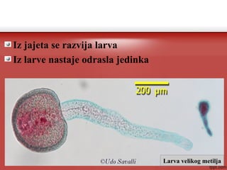 Iz jajeta se razvija larva
Iz larve nastaje odrasla jedinka
Larva velikog metilja
 