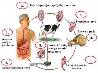 Jaja dospevaju u spoljašnju sredinu
Trepljasta larva
Odrastao
metilj u
jetri čoveka
1.
2.
3.
Larva u pužu
4.
Larva sa glavom
i repom
5.
Larva se zakači za travu
6.
Čovek ili životinja
se mogu zaraziti
preko trave
8.
 