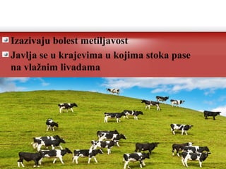 Izazivaju bolest metiljavost
Javlja se u krajevima u kojima stoka pase
na vlažnim livadama
 