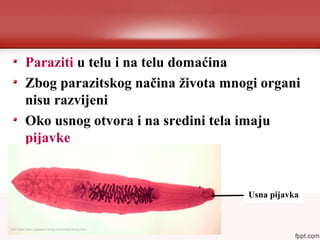 Paraziti u telu i na telu domaćina
Zbog parazitskog načina života mnogi organi
nisu razvijeni
Oko usnog otvora i na sredini tela imaju
pijavke
Usna pijavka
 