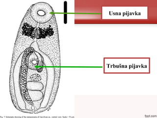 Usna pijavka
Trbušna pijavka
 