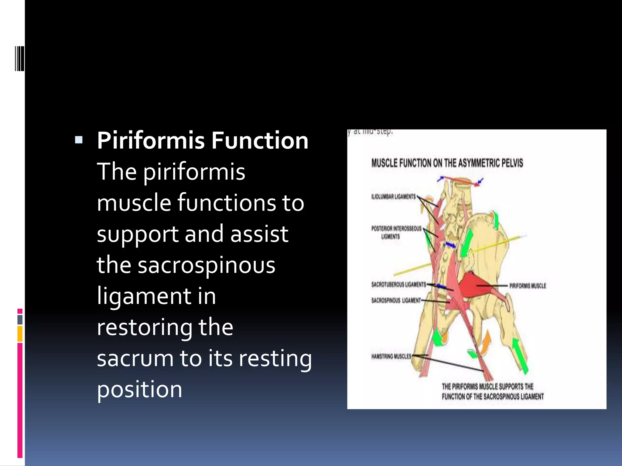  Piriformis Function
The piriformis
muscle functions to
support and assist
the sacrospinous
ligament in
restoring the
sacrum to its resting
position
 
