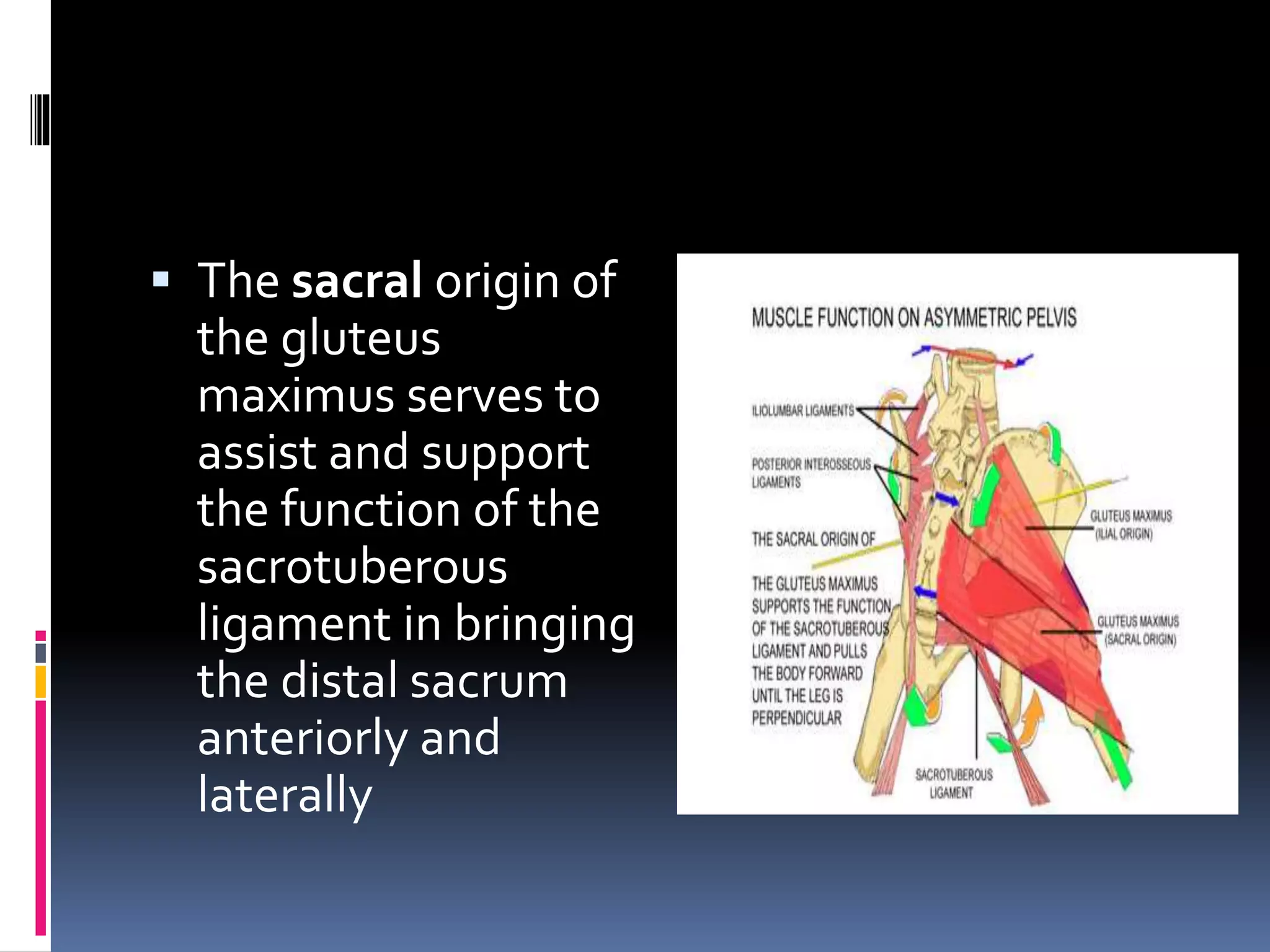  The sacral origin of
the gluteus
maximus serves to
assist and support
the function of the
sacrotuberous
ligament in bringing
the distal sacrum
anteriorly and
laterally
 