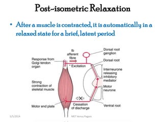 Post-isometric Relaxation
• After a muscle is contracted,it is automatically in a
relaxed statefor a brief,latent period
MET Venus Pagare5/5/2014
 